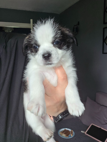Lhaso apso cross jugs puppies
