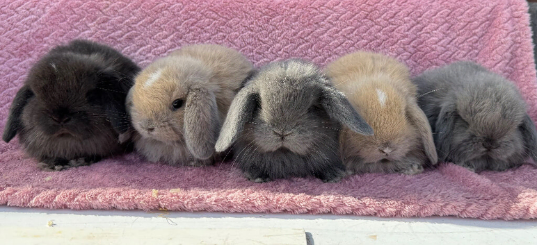 Pure bred mini lop rabbits