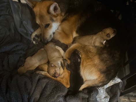 German shepherd X Staffie puppies