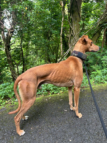 Saluki bull grey