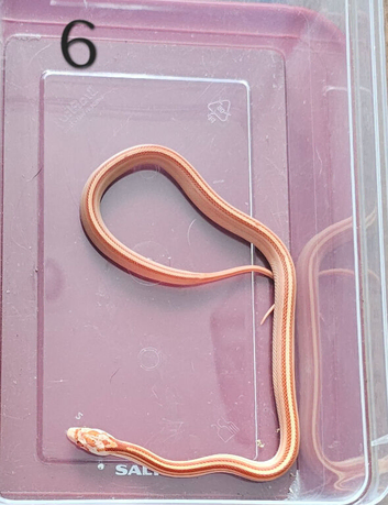 Stunning Corn Snake Hatchlings