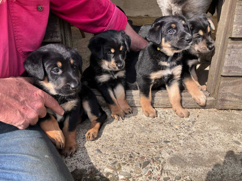 Huntaway x G Shepherd Puppies for Sale