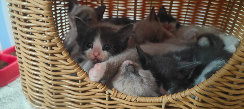 Russian blue x ragdoll kittens