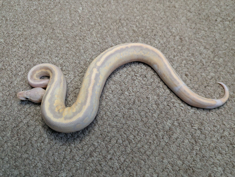 2026 Hatchlings available