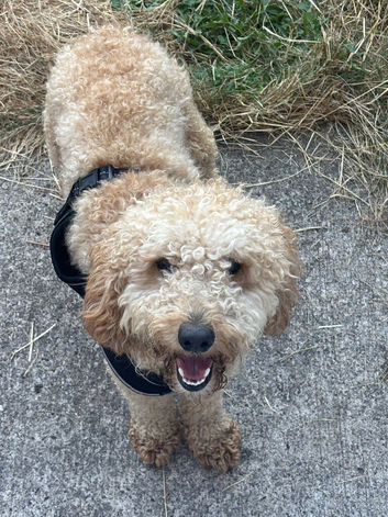 Tommy the cockapoo