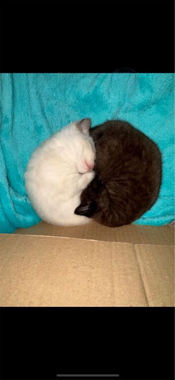 BLACK BSH/Bengal/Ragdoll beauty