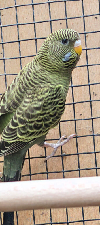 Olive green black mutation budgie