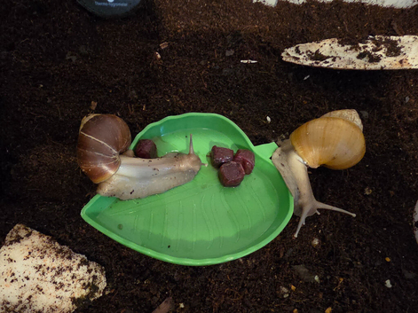 Giant African Land Snails and Set Up