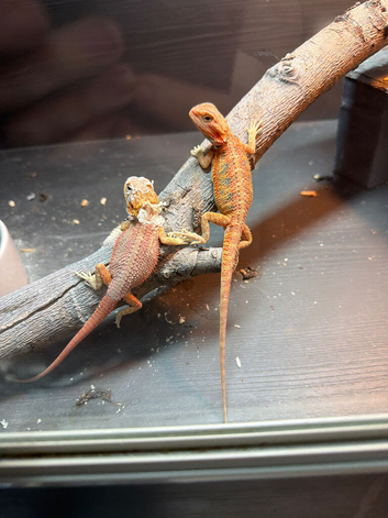 Red monster bearded dragons