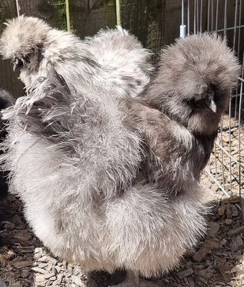 Silkie hen