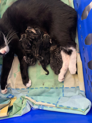 4 tabby kittens