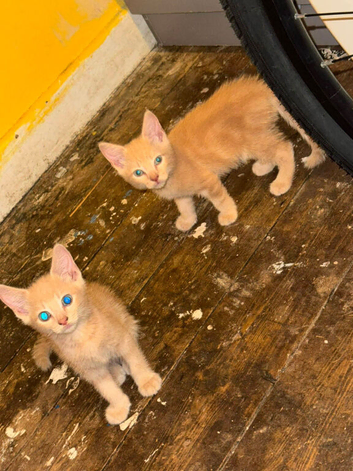 Kittens for sale