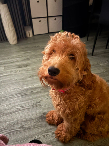 Lovely Cavapoo. 15 months old