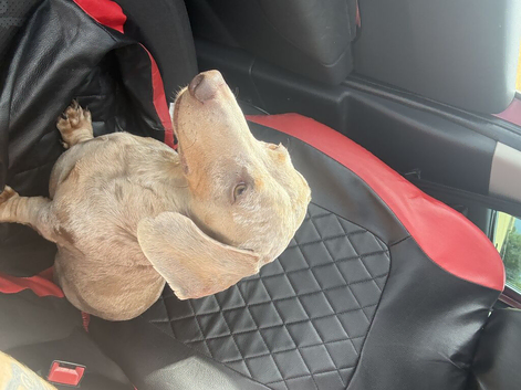 Dachshund for a new loving home