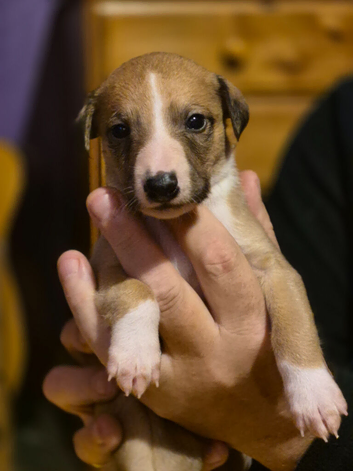 KC Reg Whippet Puppies