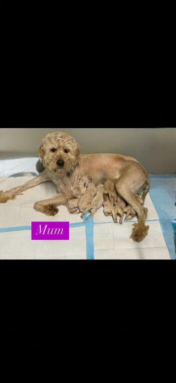 Goldendoodle Puppys for sale
