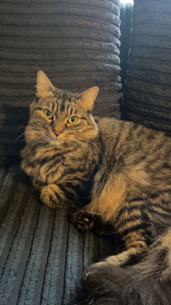 Rehoming cat - READ DESCRIPTION