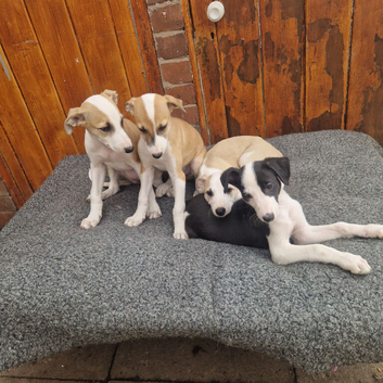 Lurcher pups collie cross