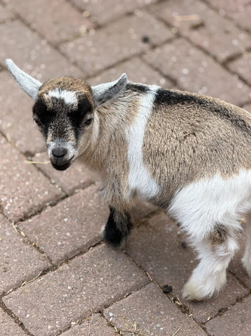 Pygmy Goat Kids For Sale