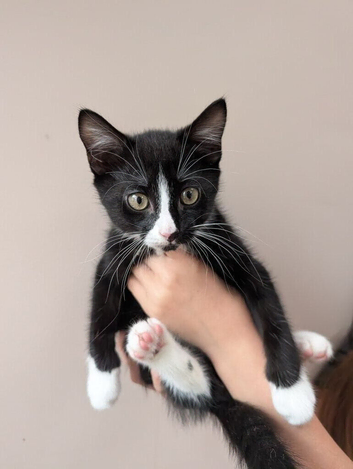 2 Tuxedo Kittens