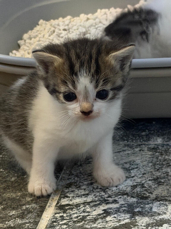 2 tabby grey and white kittens both girls