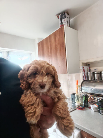 11 week old male cockapoo