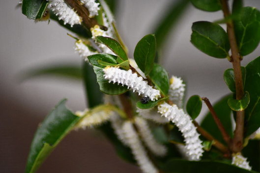 Eri Silkmoth (Samia Ricini) caterpillars