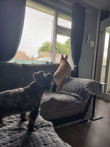 Hilda fawn French bulldog