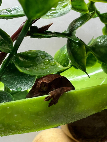 Lily white Phantom Crested Geckos