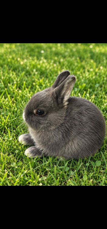 Blue Otter Netherland Dwarf Doe