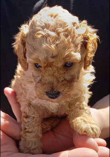 Apricot Toy Poodles!