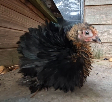 PURE PEKIN BANTAM YOUNG FEMALES AVAILABLE