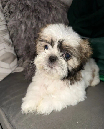 Beautiful Shih Tzu Puppies