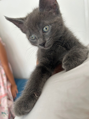 12 weeks old kitten