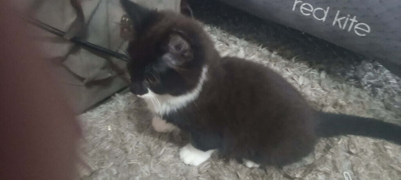 little kittens to give away