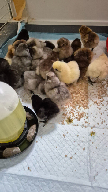 Silkie hatching eggs