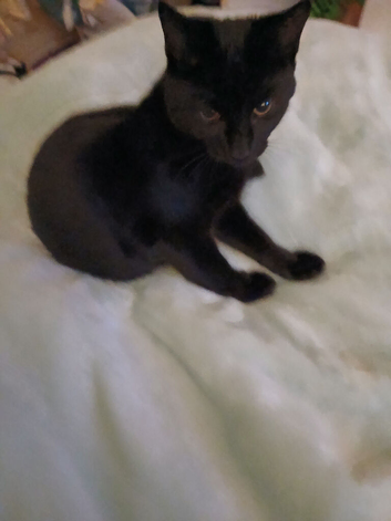 6 month old kitten