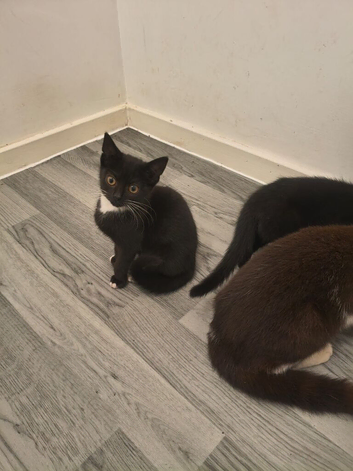 5 cats