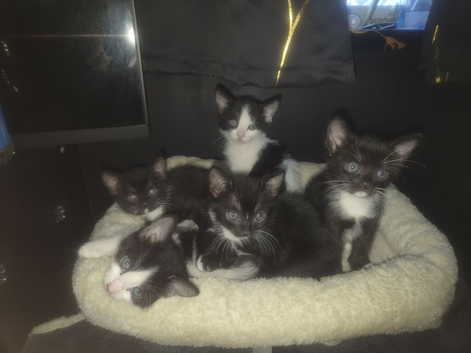 5 Precious kittens need a home