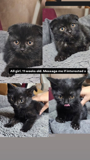 Cute Scottish fold mix