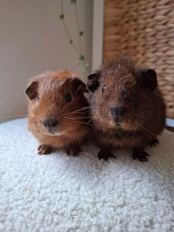 Teddy & cali Baby Boar Guinea pigs- ready now