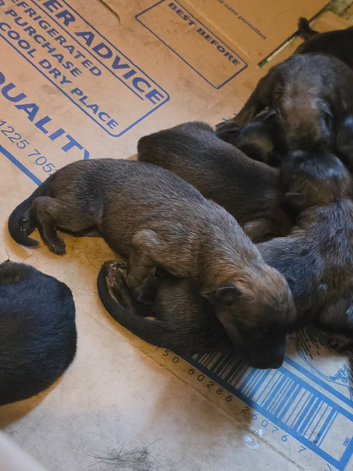 German shepherd puppies