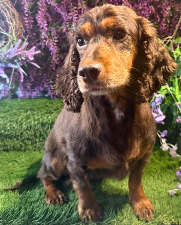 Adult cocker spaniel lady retired