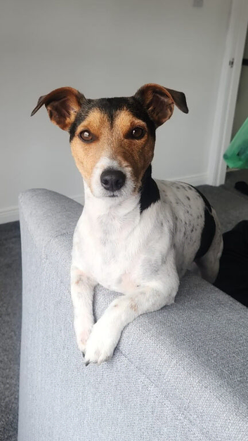 Jack russel for STUD