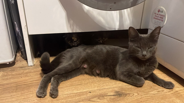 Cat
