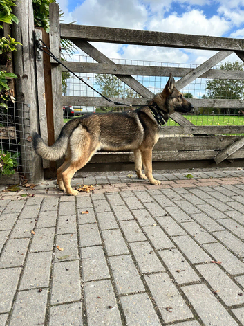 2 x GERMAN SHEPHERDS 8 MONTHS OLD BROTHER AND SISTER