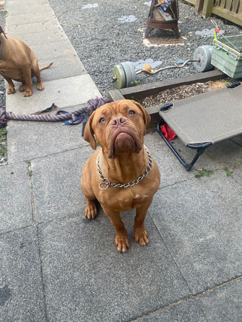 Pick of litter dogue de Bordeaux