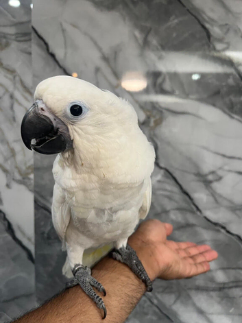 Friendly Baby HandReared Super Tame Cuddly Umbrella Cockatoo Parrot,31