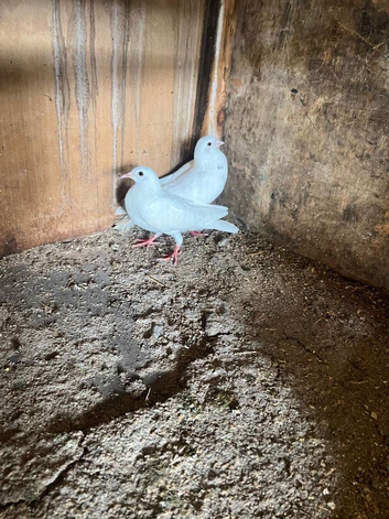 Pair of Garden Doves
