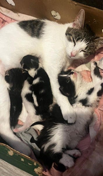 I have 5 kittens